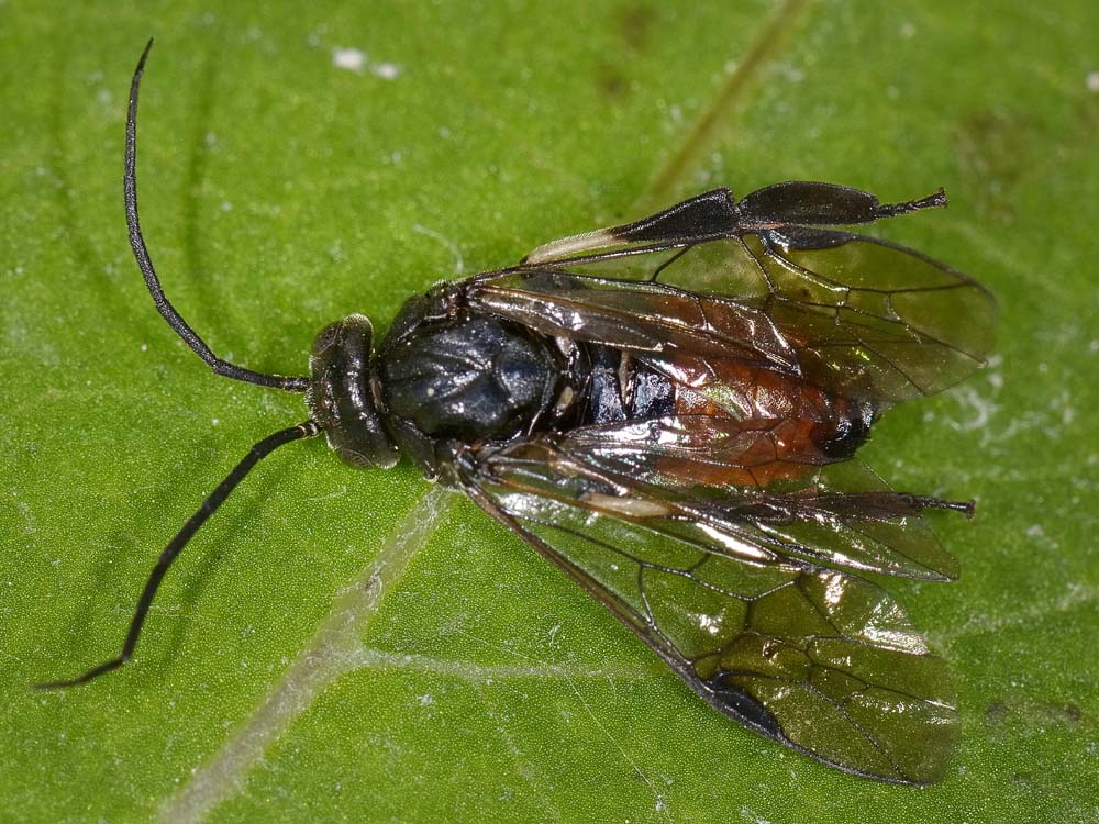 Croesus latipes, Tenthredinidae